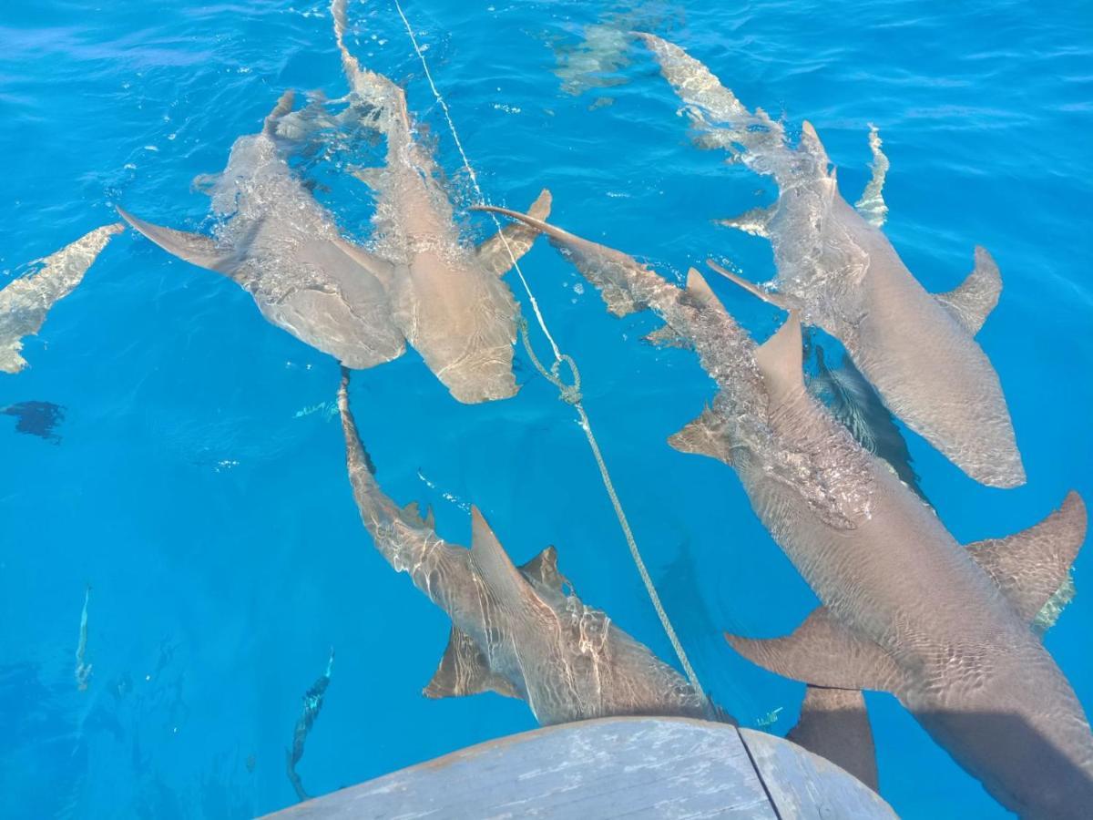 Vaali Maldives Island Escapes & Dive Ξενοδοχείο Felidhoo Εξωτερικό φωτογραφία