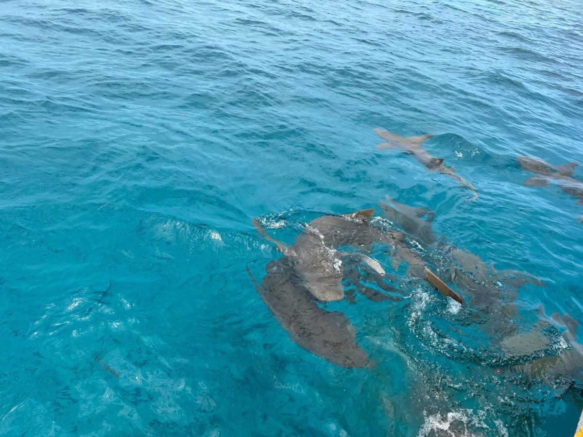 Vaali Maldives Island Escapes & Dive Ξενοδοχείο Felidhoo Εξωτερικό φωτογραφία