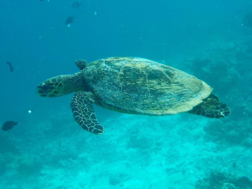 Vaali Maldives Island Escapes & Dive Ξενοδοχείο Felidhoo Εξωτερικό φωτογραφία