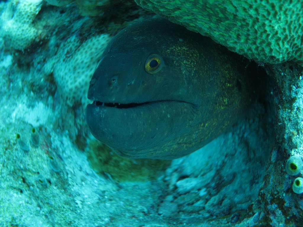 Vaali Maldives Island Escapes & Dive Ξενοδοχείο Felidhoo Εξωτερικό φωτογραφία