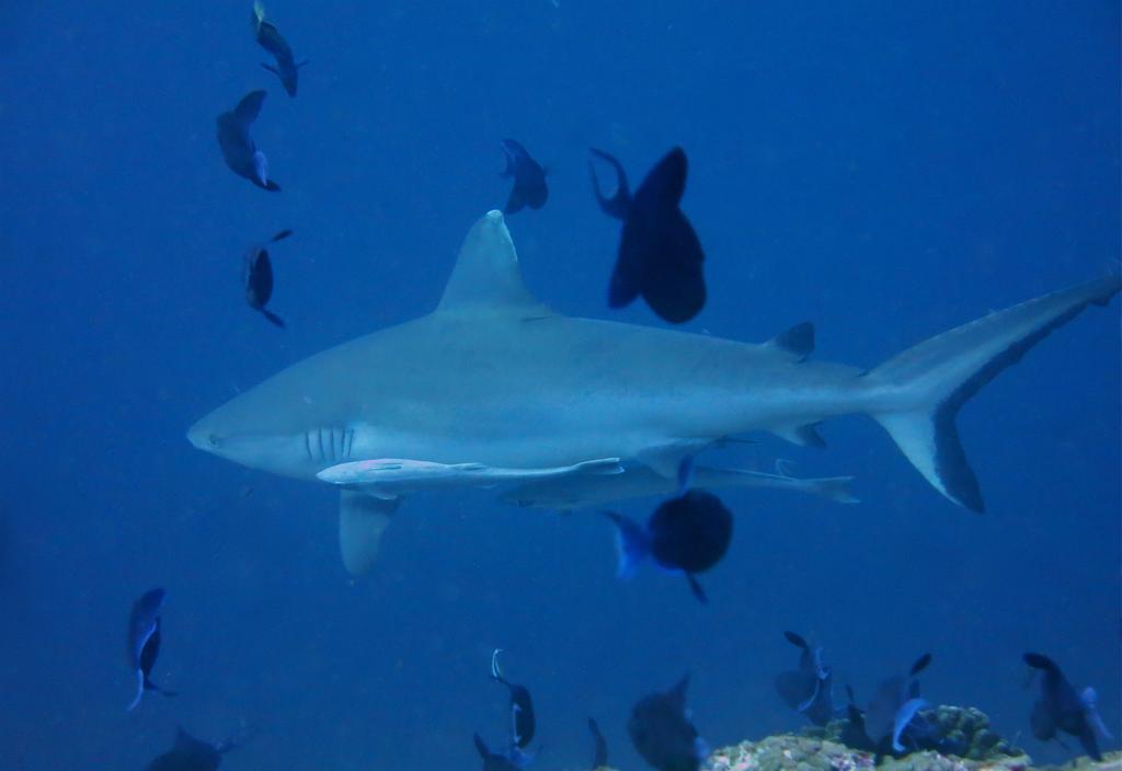Vaali Maldives Island Escapes & Dive Ξενοδοχείο Felidhoo Εξωτερικό φωτογραφία