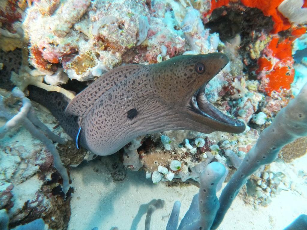 Vaali Maldives Island Escapes & Dive Ξενοδοχείο Felidhoo Εξωτερικό φωτογραφία