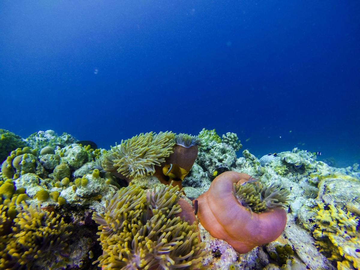Vaali Maldives Island Escapes & Dive Ξενοδοχείο Felidhoo Εξωτερικό φωτογραφία